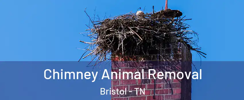 Chimney Animal Removal Bristol - TN