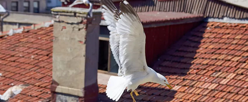Residential Chimney Animal Removal Solution in Bristol, TN