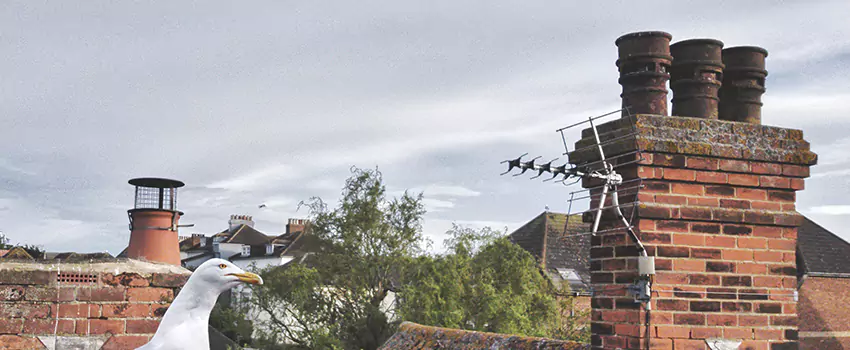 Chimney Cleaning And Restoration in Bristol, Tennessee